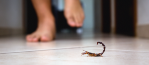 O que fazer em caso de picada de escorpião?